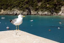 Seagull Royalty Free Stock Photography