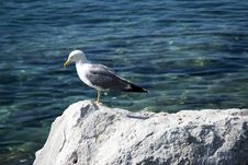Seagull Stock Photos