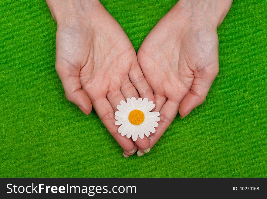 �amomile in feminine hand on green background. �amomile in feminine hand on green background