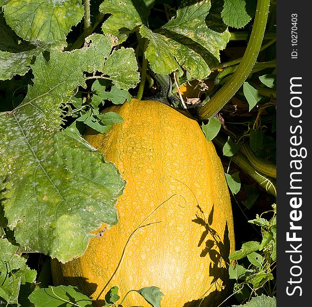 Pumpkin with leaf on the garden