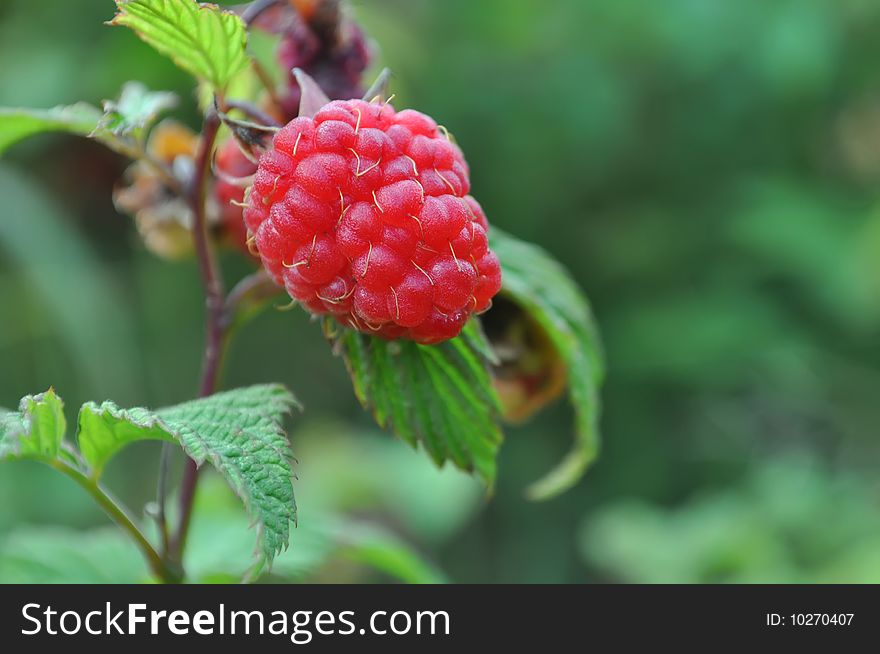 Red raspberryl on summery garden