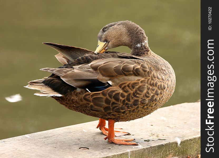 A Male Mallard Duck preening