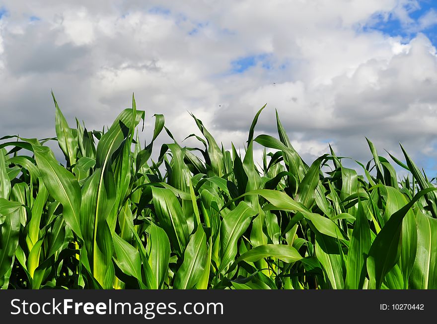 Corn field on summery day