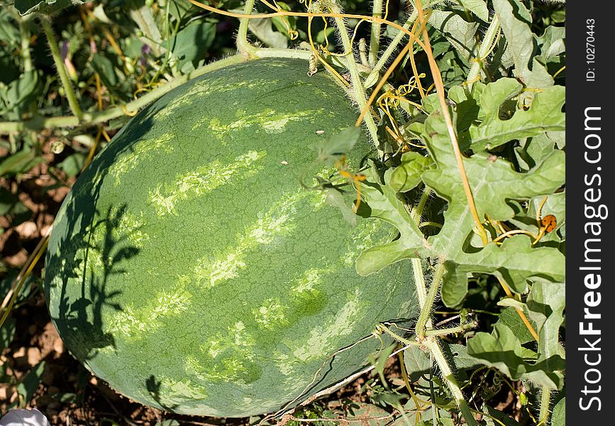 Melon with leafs on the garden