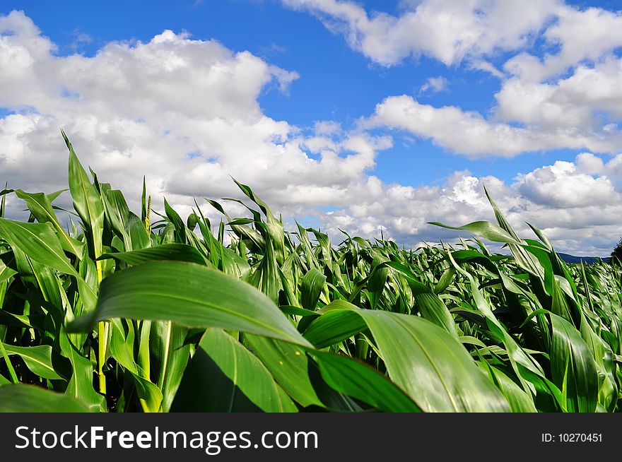 Corn field on summery day