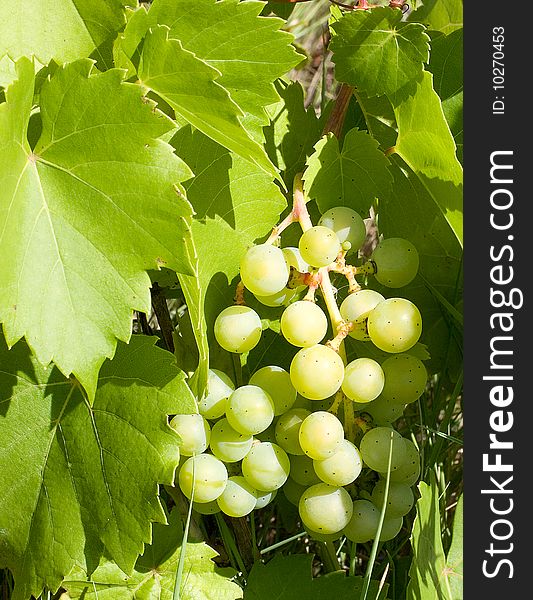 Young grape as abstract background