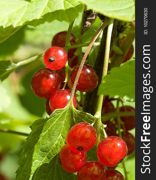 Red currant in the garden