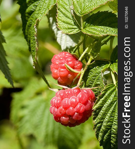 Fresh raspberries in the garden