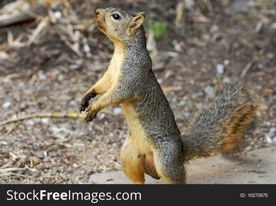 A brown Squirrel looking for a nut