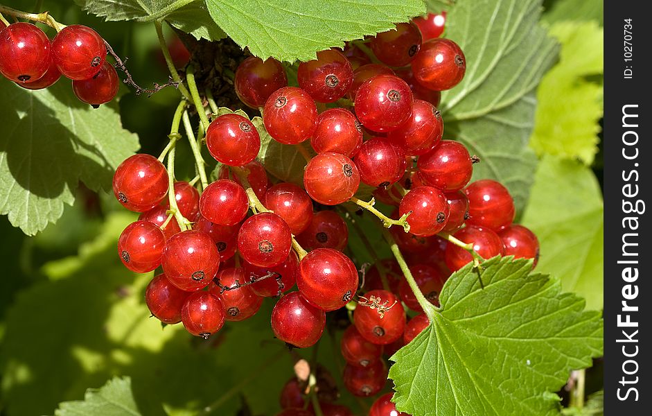 Red currant in the garden