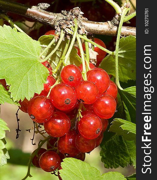 Red currant in the garden