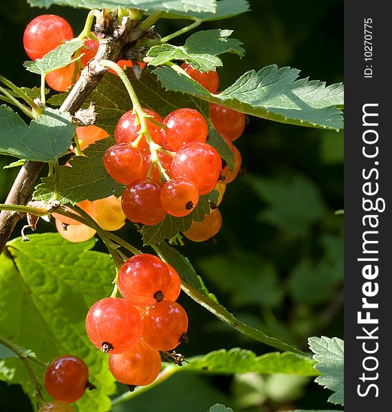 Red currant in the garden