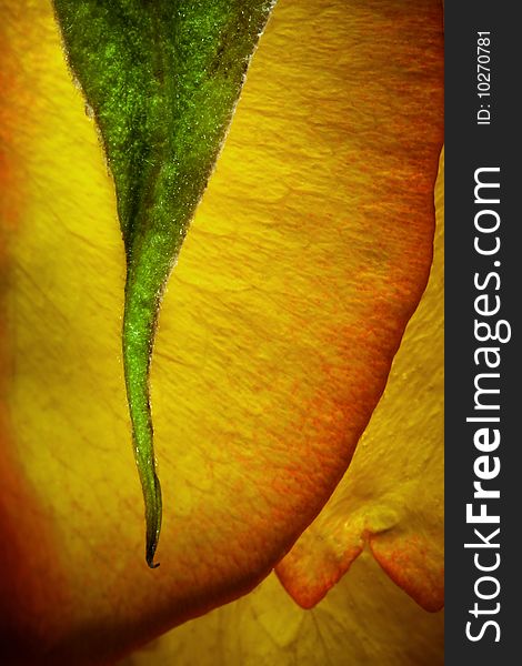 Vertical shoot of a green leaf with yellow red rose on the background