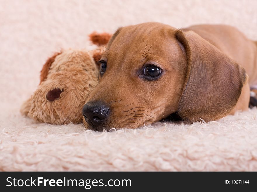 Puppy rests on the couch next to a toy dog
