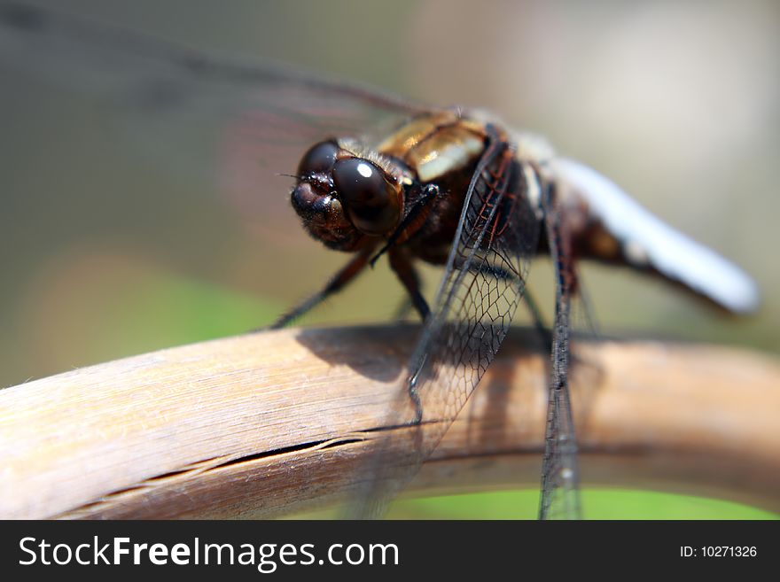Macro of brown-eyes dragonfly on old branch