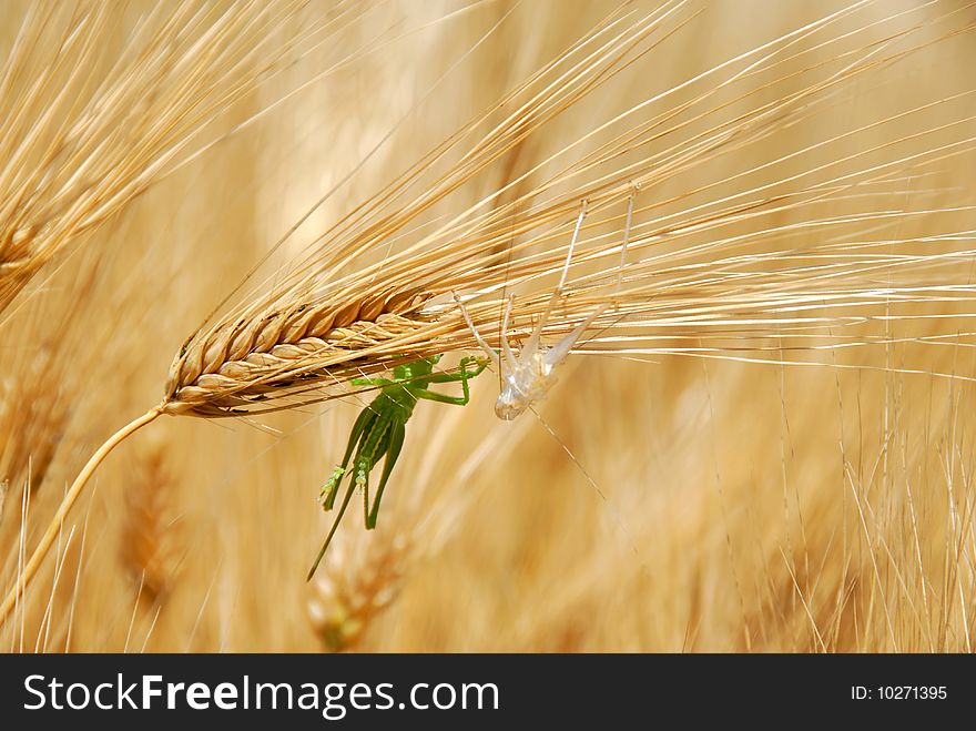 Grasshoppers On Wheat Ears