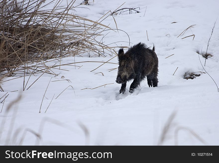 Young wild boar (Sus scrofa) running and jumping in the snow. Young wild boar (Sus scrofa) running and jumping in the snow.