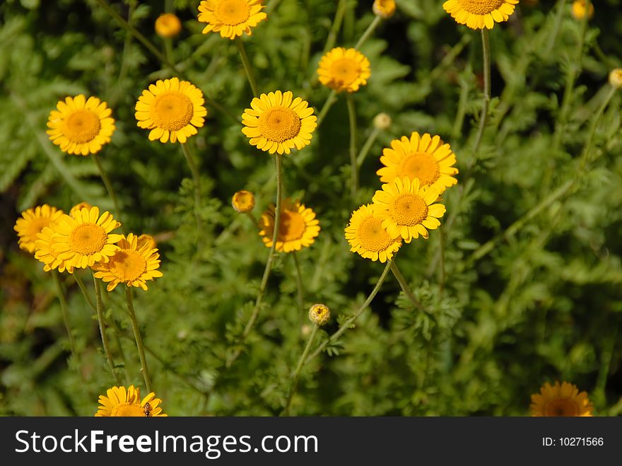 Yellow flowers over green natural floral background. Yellow flowers over green natural floral background