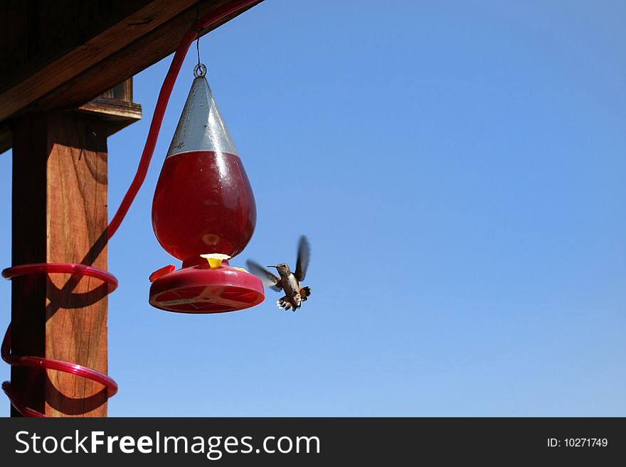 A beautiful hummingbird at a feeder on a summer day. A beautiful hummingbird at a feeder on a summer day.
