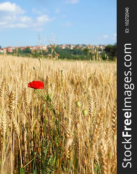 Red poppy in yellow wheat field at scenic rural background. Red poppy in yellow wheat field at scenic rural background