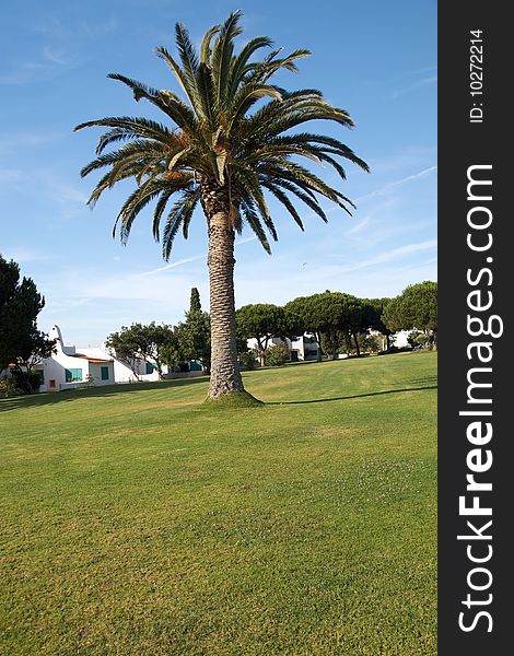 Palm Tree On A Garden In Algarve.