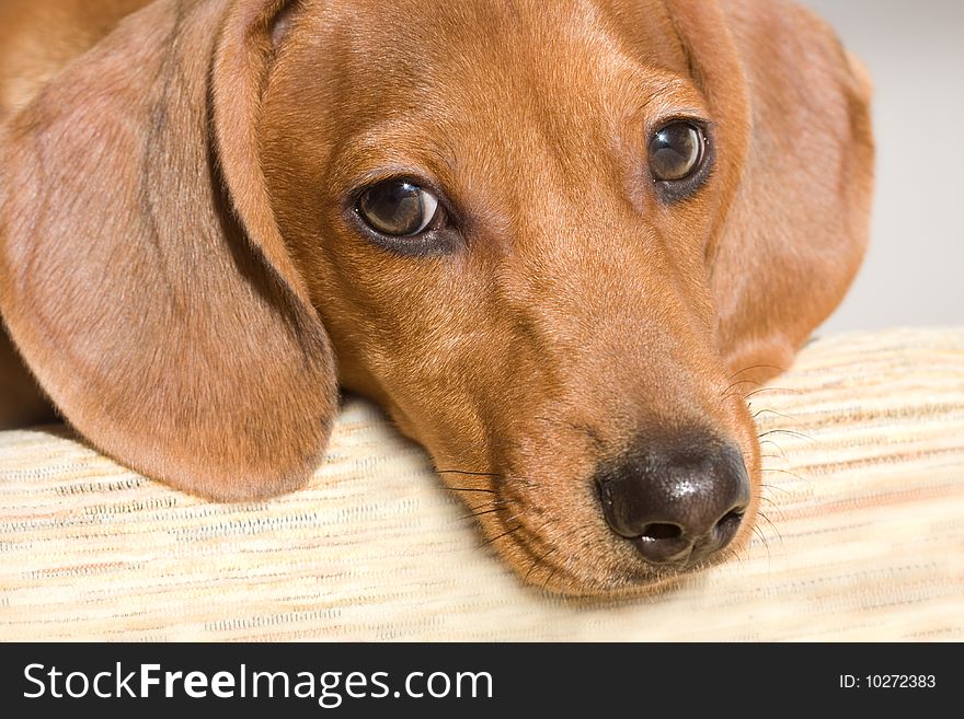 Portrait of a puppy fee for close-up profile