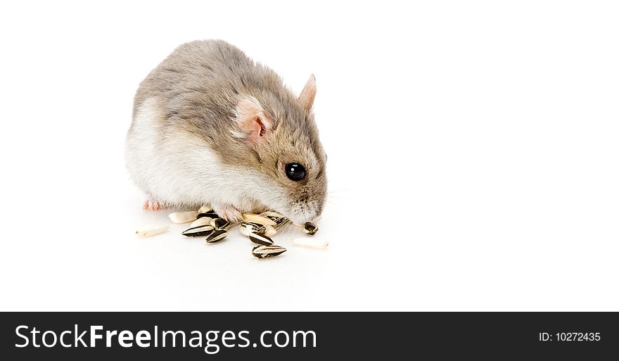 One Dzhungarian Hamster (Phodopus Sungorus) is eating sunflower seed. One Dzhungarian Hamster (Phodopus Sungorus) is eating sunflower seed