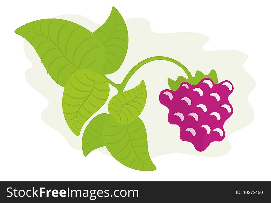 Raspberry berries and  leaves. Color vector illustration.