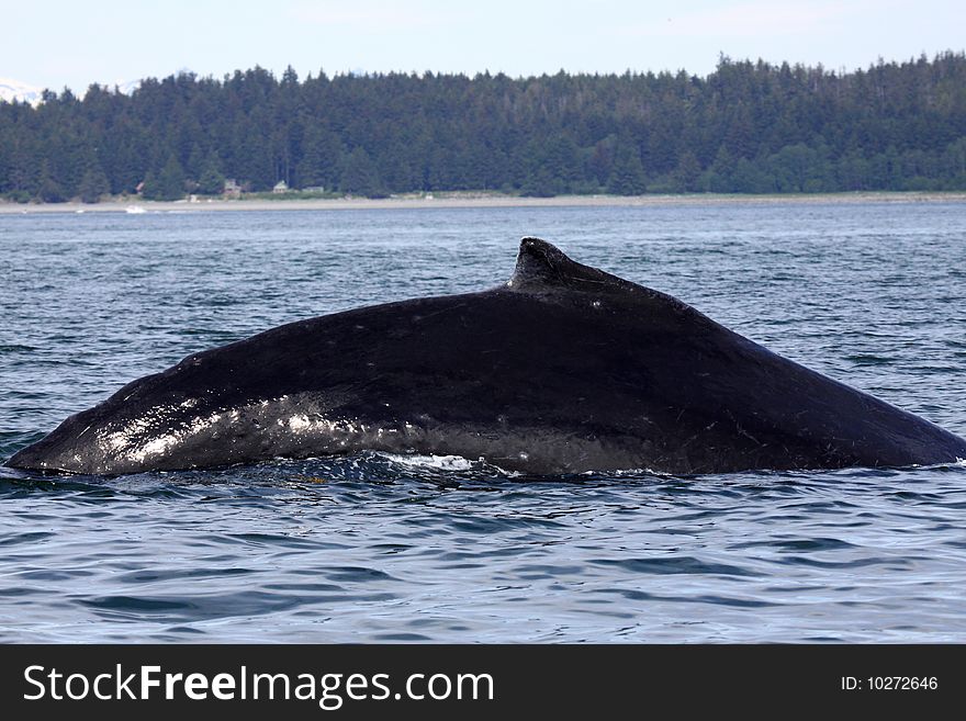 A humpback whale near Juneau, Alaska shows the hump for which they are famously named. A humpback whale near Juneau, Alaska shows the hump for which they are famously named.