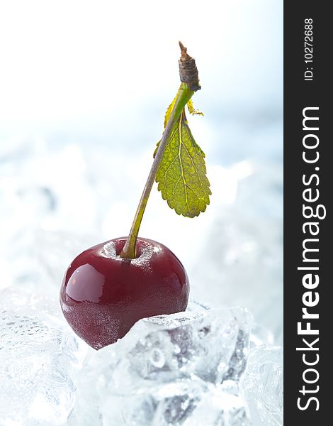 Frozen cherries on ice cubes