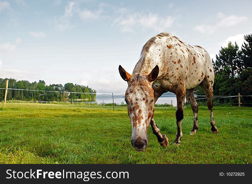 An Appaloosa horse comes in for a closer look at the camera in a pasture on the Saint John River, New Brunswick. An Appaloosa horse comes in for a closer look at the camera in a pasture on the Saint John River, New Brunswick.