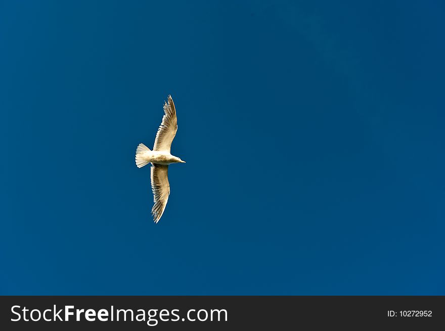 Looking up at soaring seagull