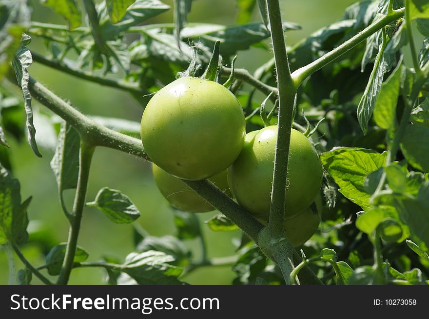 Green tomatoes on the plant