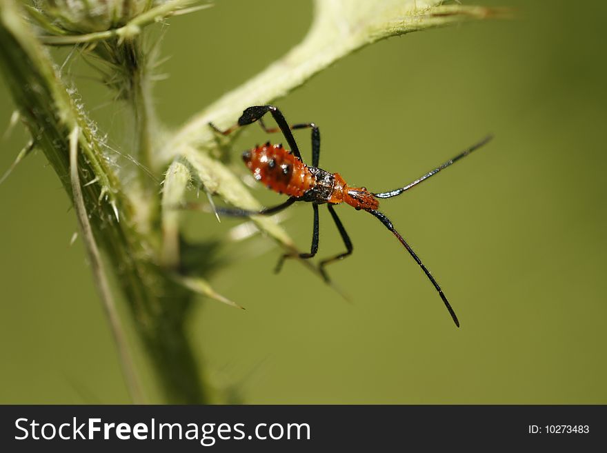 Black and red insect on thistle plant