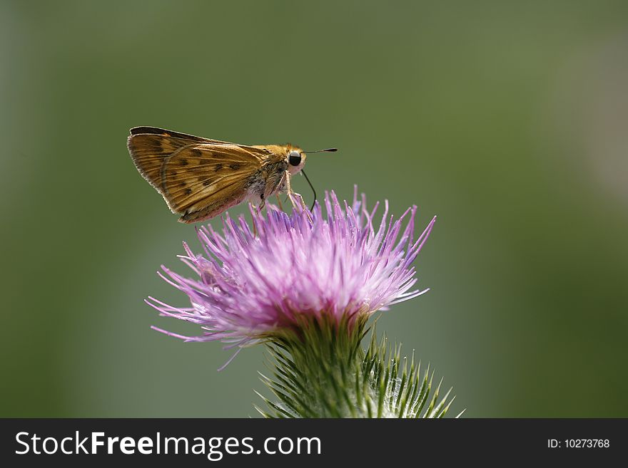 Moth On Thistle