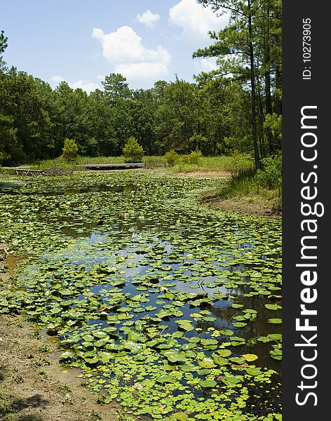 Lilly pads covering a still lake in a summer meadow with blue sky. Lilly pads covering a still lake in a summer meadow with blue sky