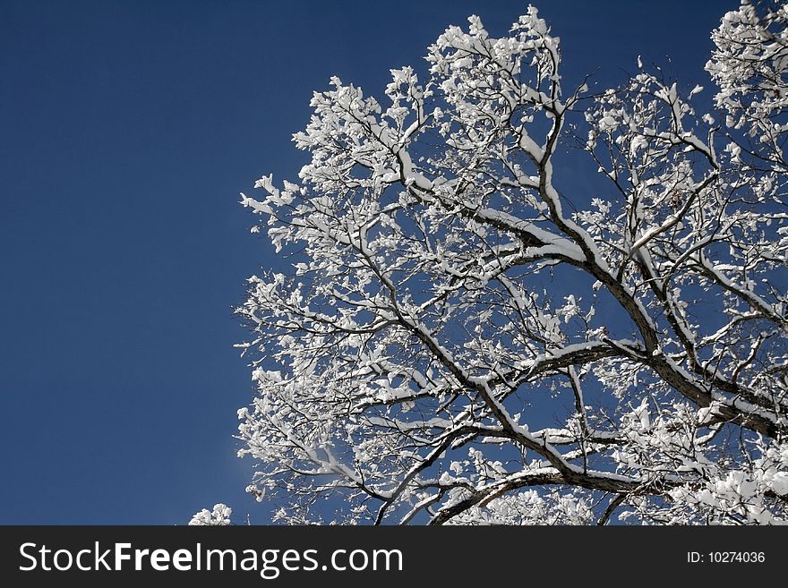 Snow covering the branches on leafless trees. Snow covering the branches on leafless trees