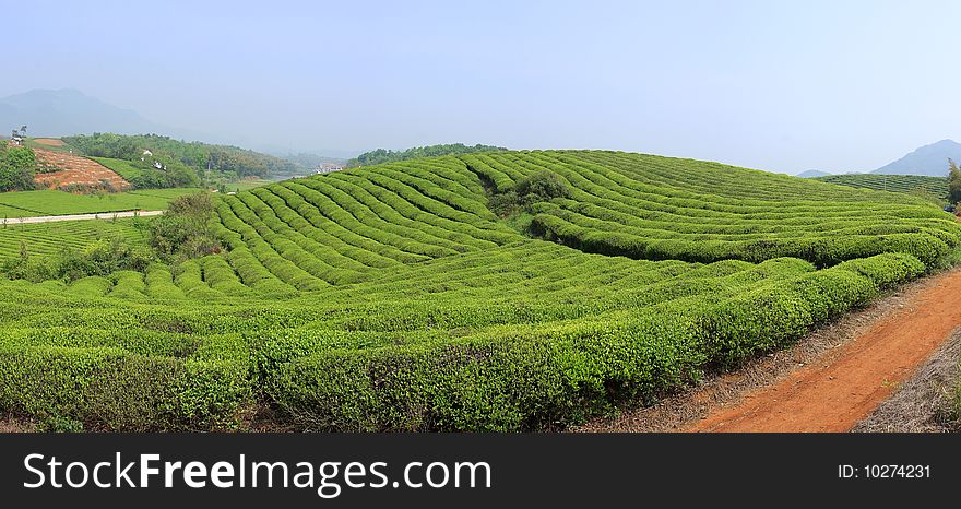 Tea production