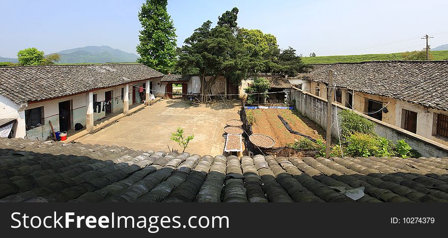 Zhuji City, Zhejiang Province, a Chinese tea farm processing, long the oldest tree. Zhuji City, Zhejiang Province, a Chinese tea farm processing, long the oldest tree