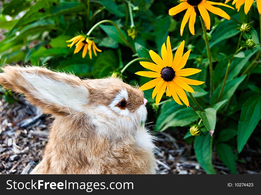 Bunny sniffing a black-eyed susan. Bunny sniffing a black-eyed susan.