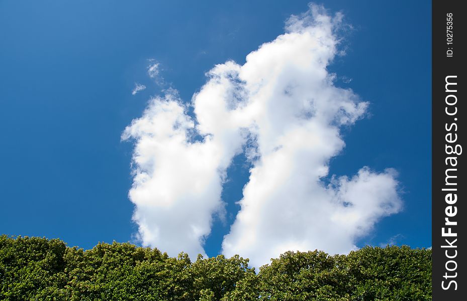 Summer tree against blue sky with white cloud background