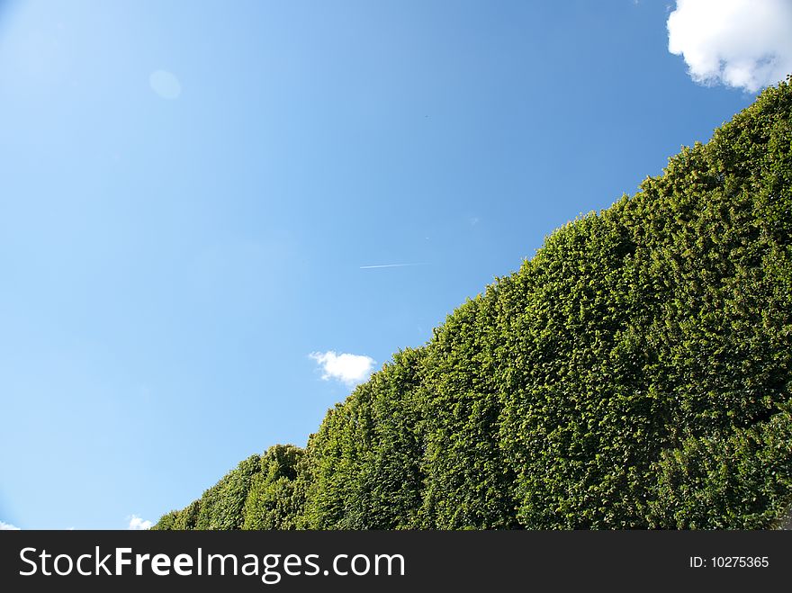 Tree Against Blue Sky