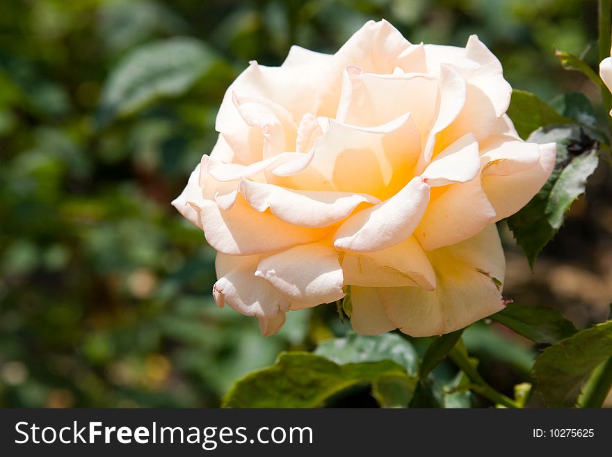 Pink rose on a green background