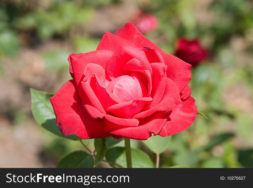 Red rose on a green background