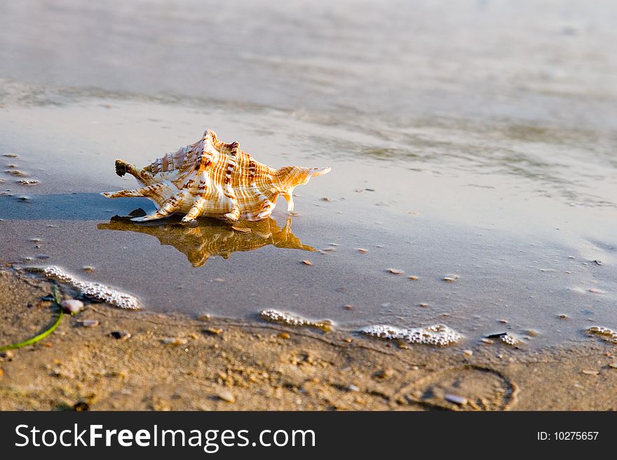 Conch shell on beach with waves
