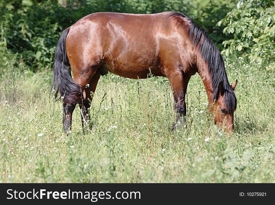 Horse on the pasture. Narrow depth of field. Summer. Horse on the pasture. Narrow depth of field. Summer.