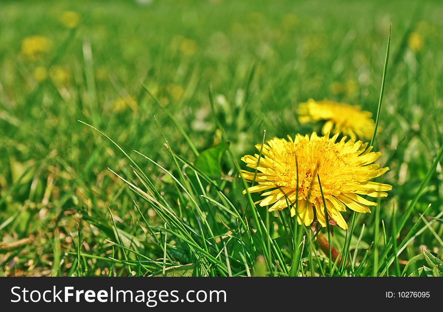 Taraxacum small solar lawn, close-up