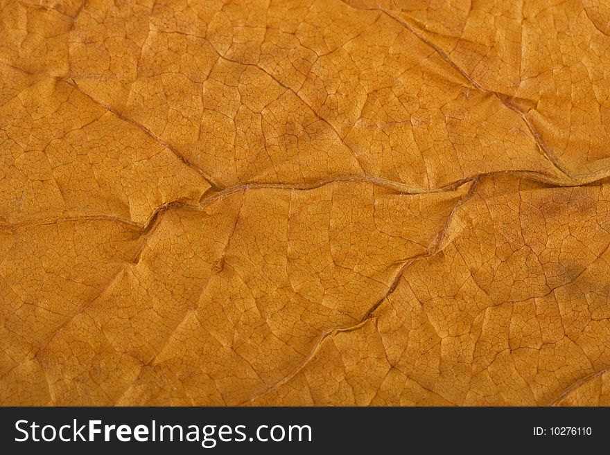 The texture of dry, brown old leaf. The texture of dry, brown old leaf