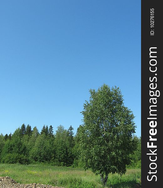 Birch on a glade and the blue sky