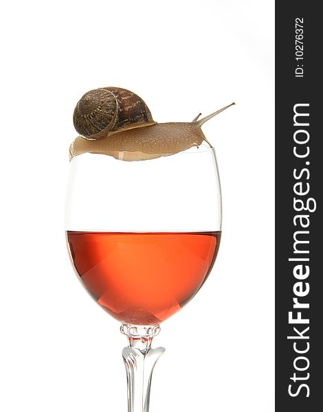 Fun snail on glass of wine, isolatd on white background